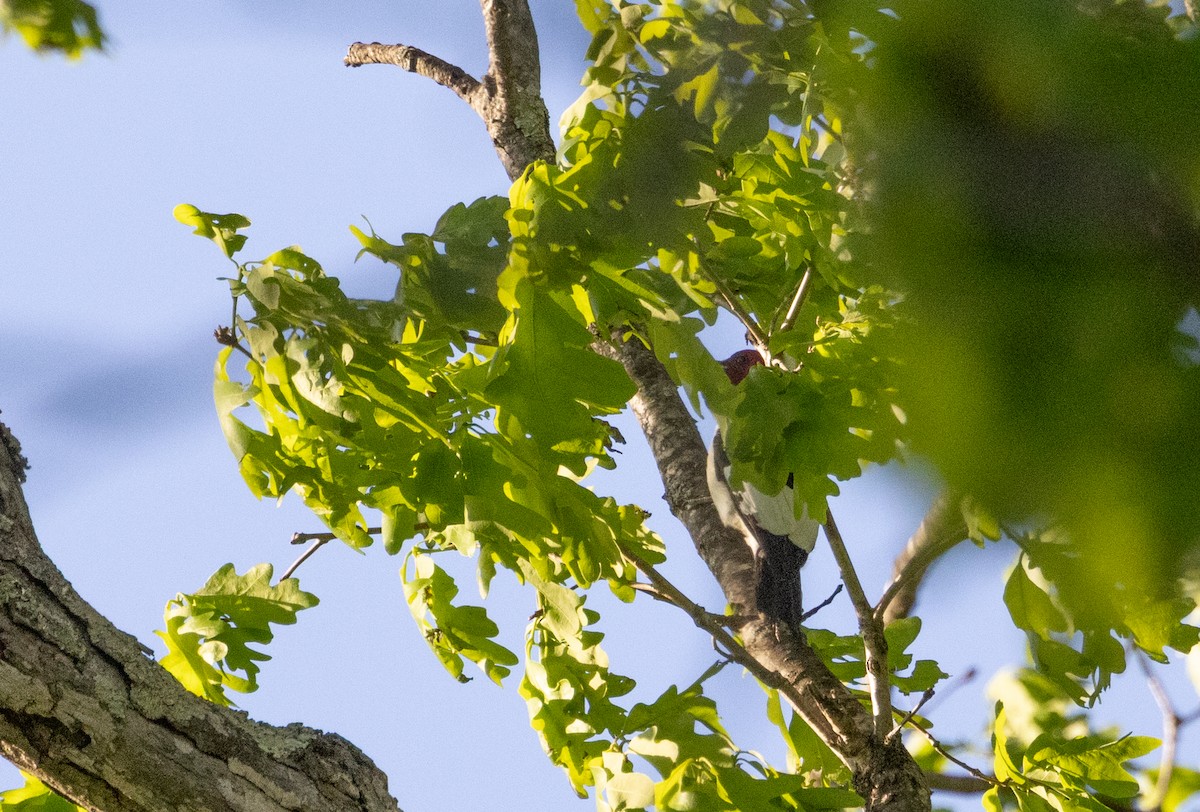 Red-headed Woodpecker - ML634624897