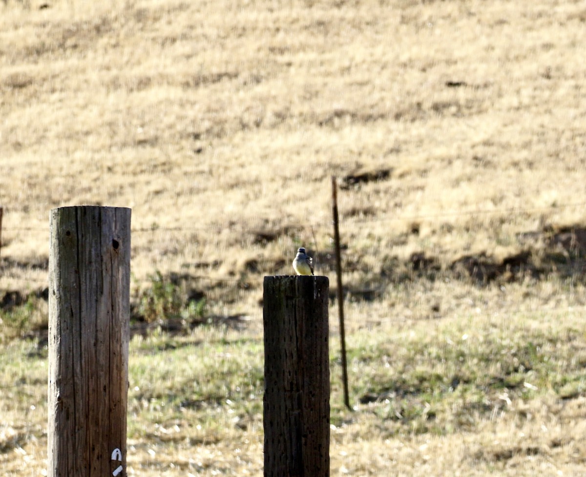 Cassin's Kingbird - ML634625273
