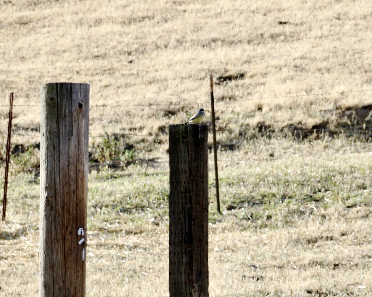 Cassin's Kingbird - ML634625276