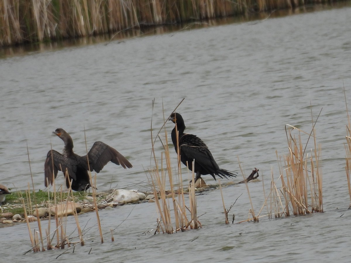 Double-crested Cormorant - ML634625309