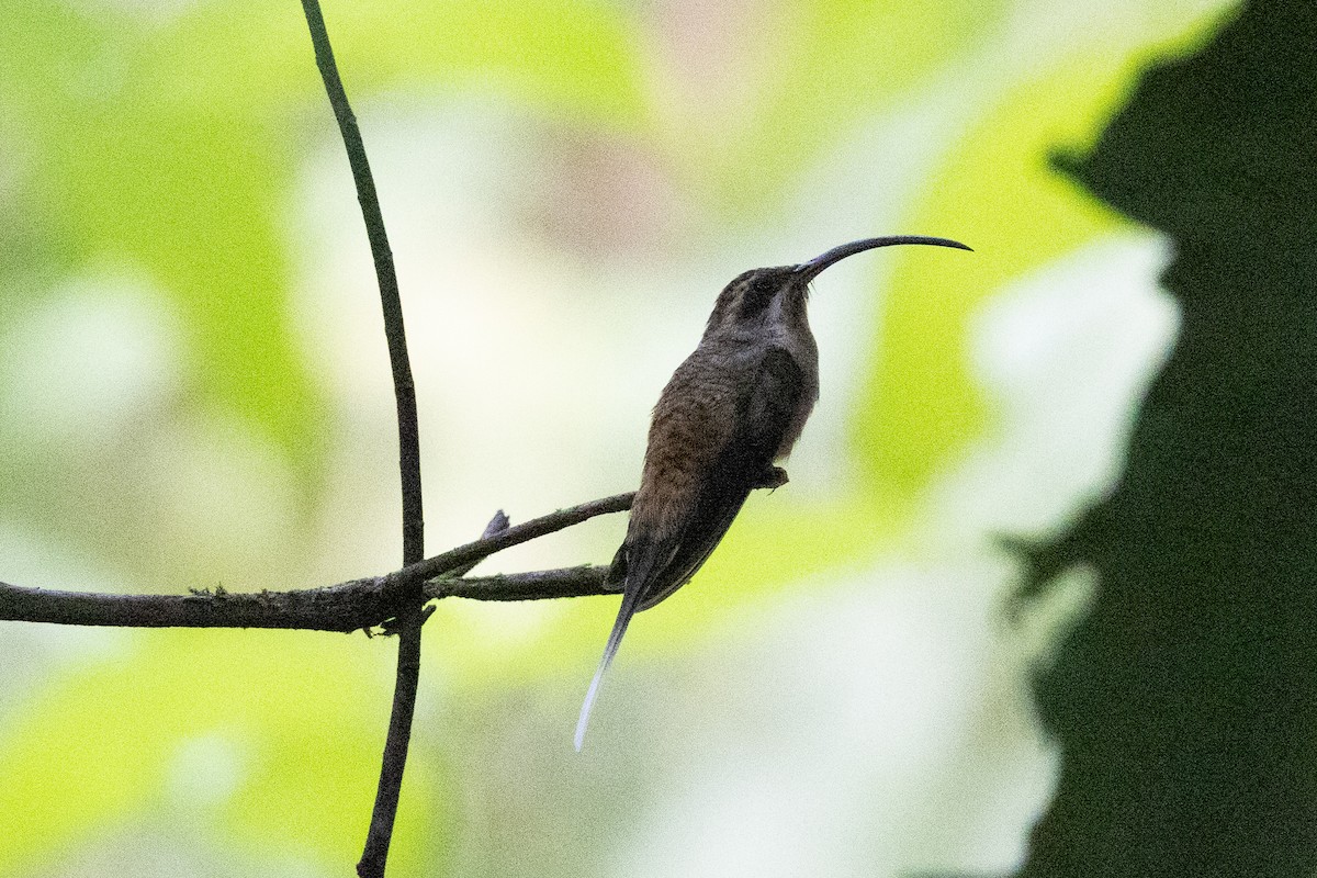Long-billed Hermit - ML634625337