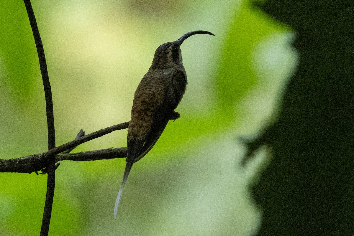 Long-billed Hermit - ML634625338