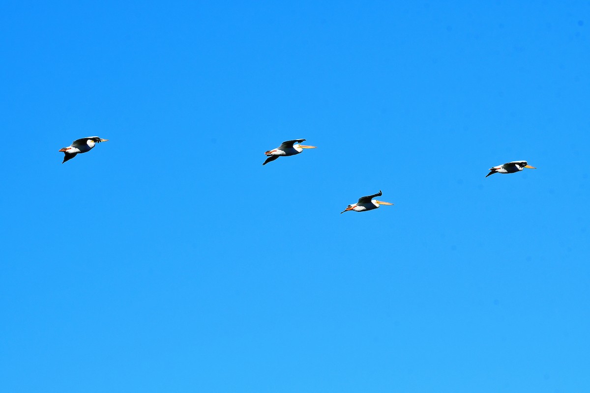American White Pelican - ML634625445