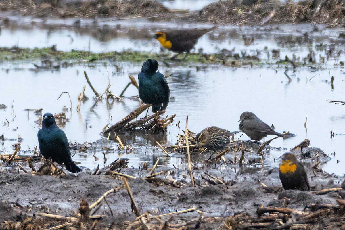 Brewer's Blackbird - ML634625465