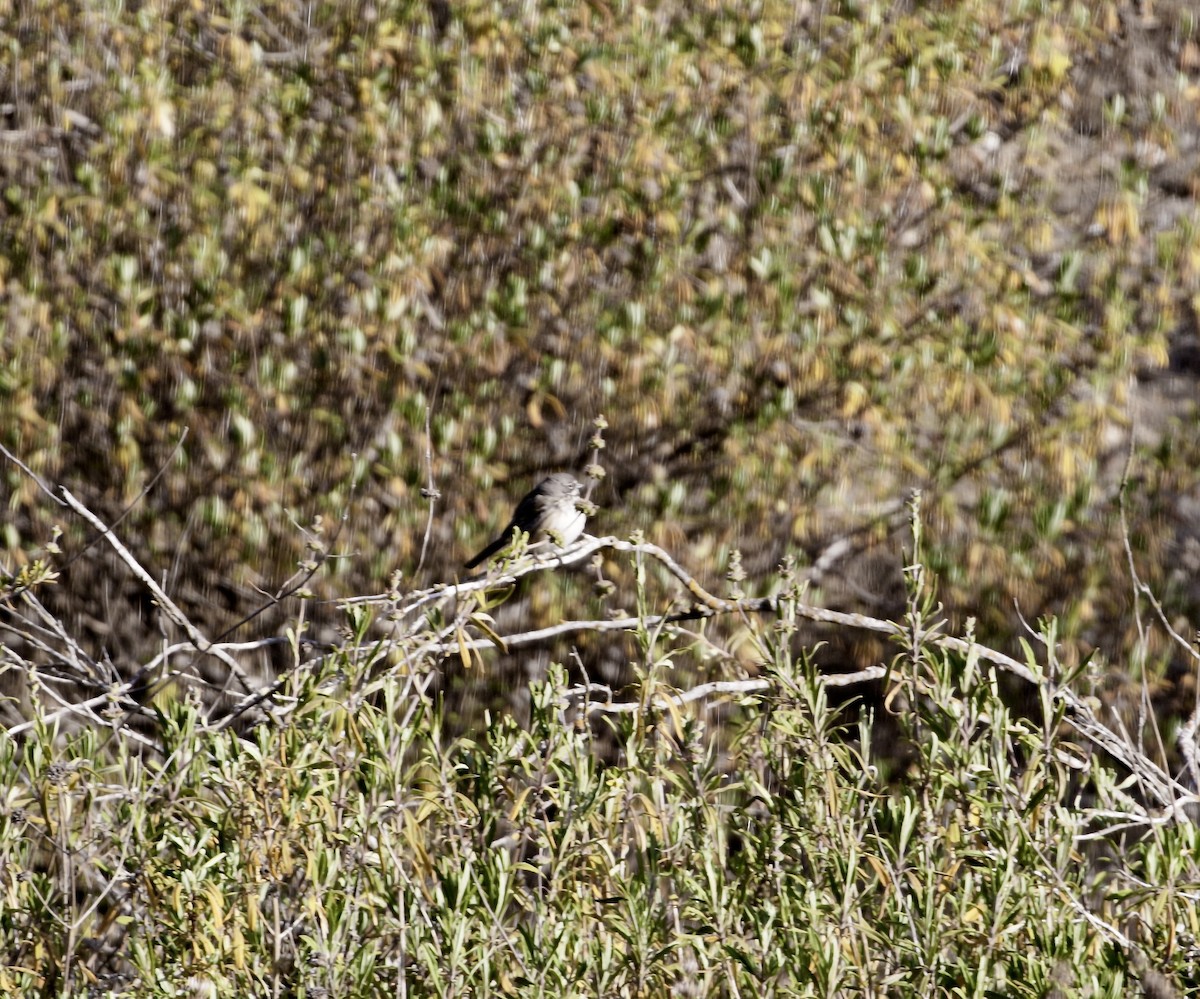 Bell's Sparrow (belli) - ML634625536