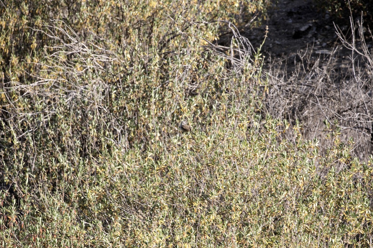 Bell's Sparrow (belli) - ML634625542