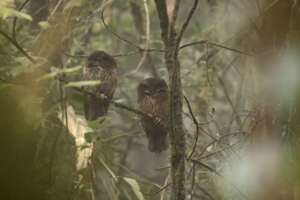 White-throated Screech-Owl - ML634625573