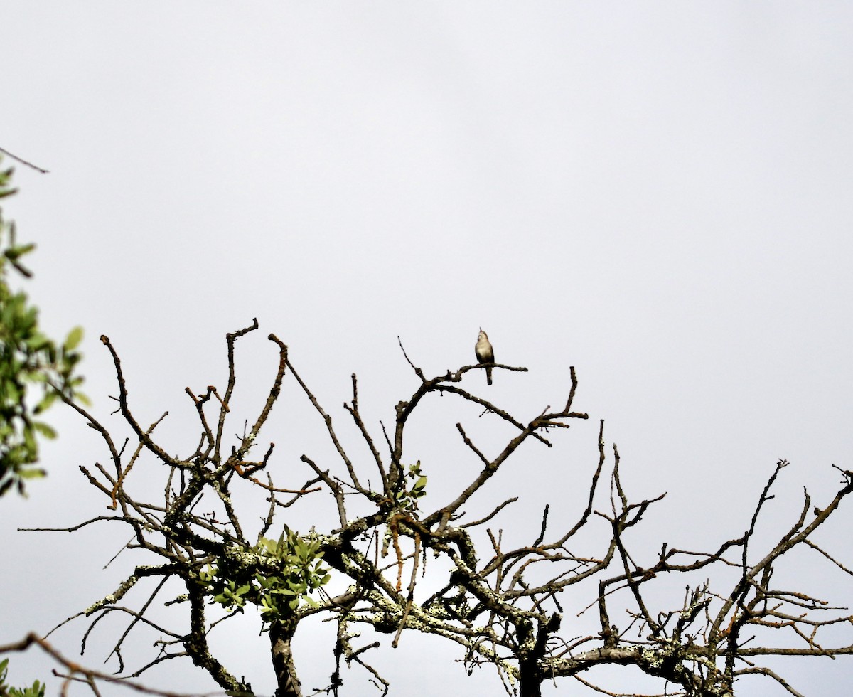 Northern House Wren (Northern) - ML634625584