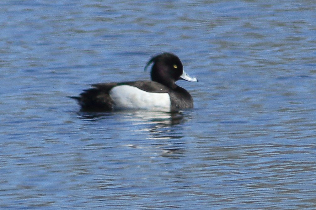 Tufted Duck - ML634625609