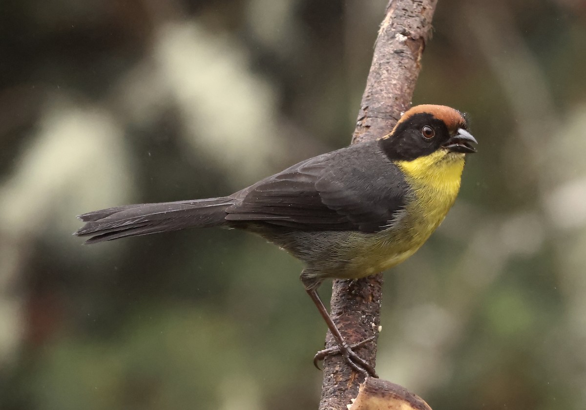 Yellow-breasted Brushfinch (Yellow-breasted) - ML634625695