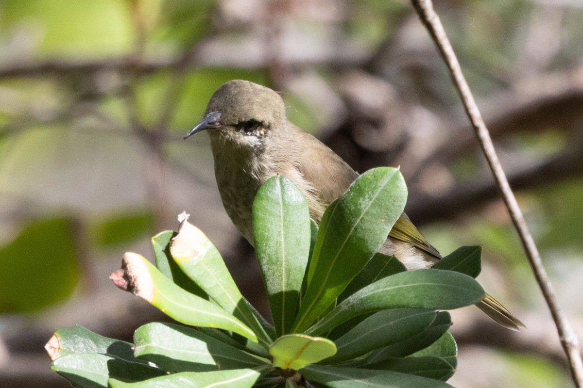 Brown Honeyeater - ML634625803