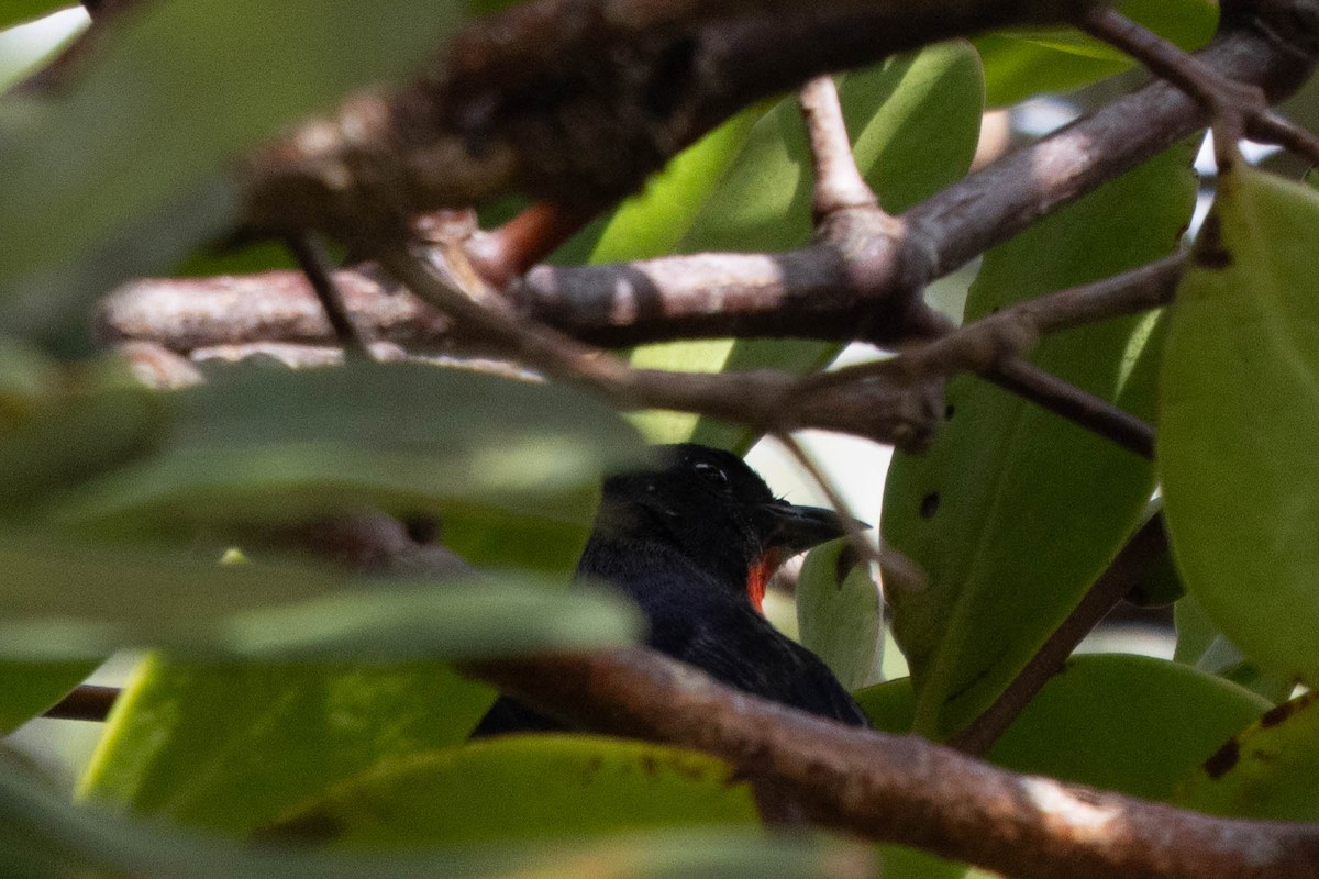 Mistletoebird - ML634625813