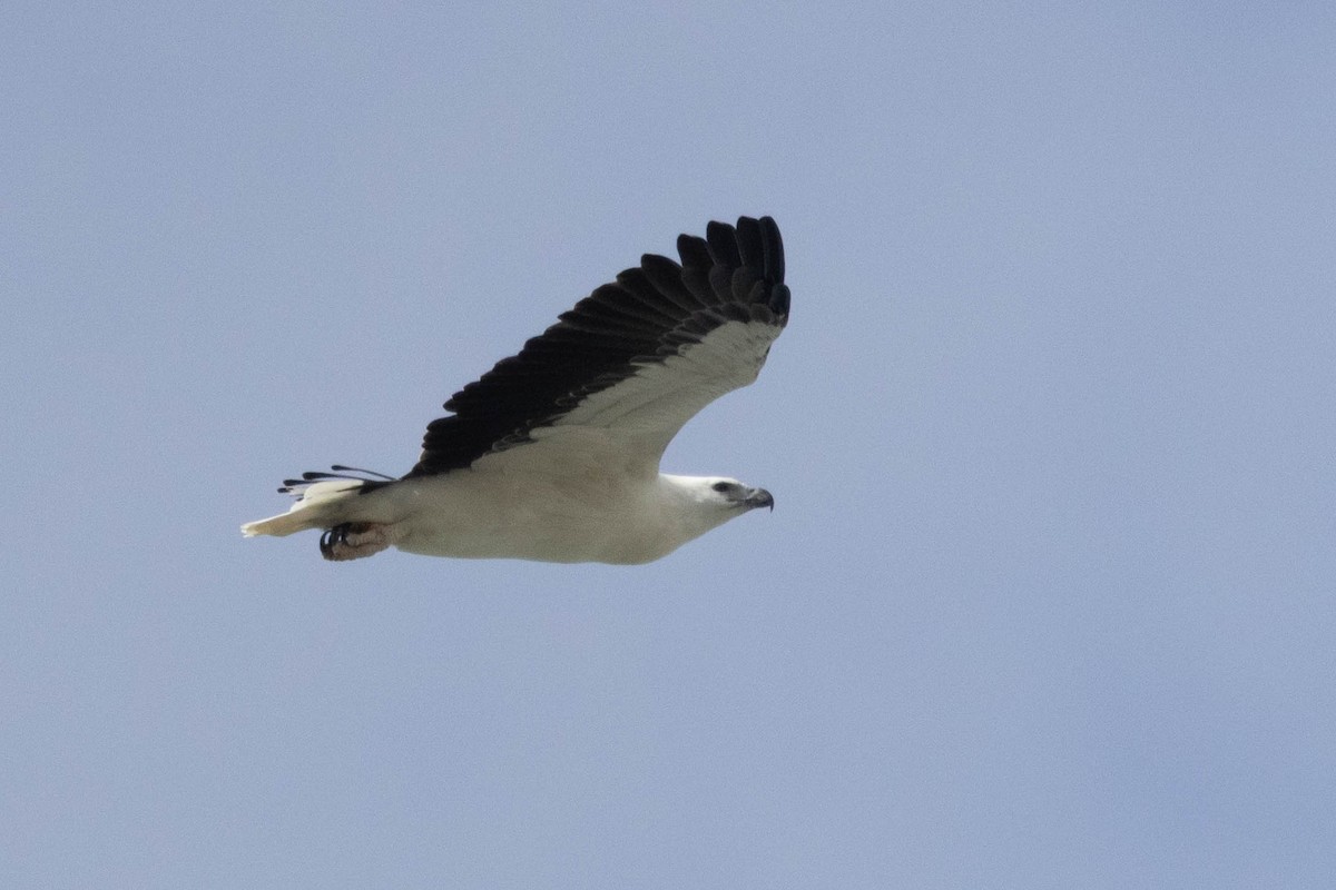 White-bellied Sea-Eagle - ML634625840