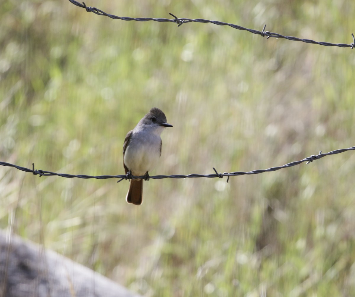 Ash-throated Flycatcher - ML634625869