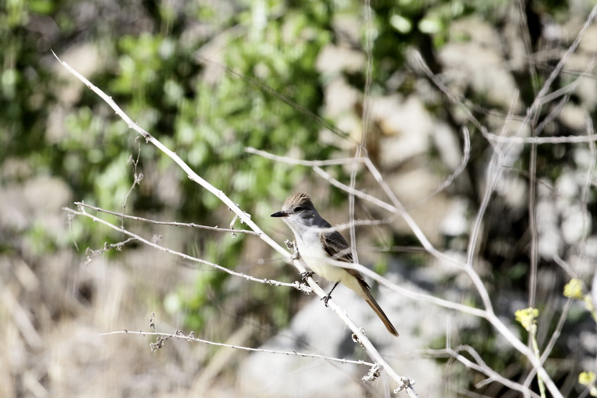 Ash-throated Flycatcher - ML634625873