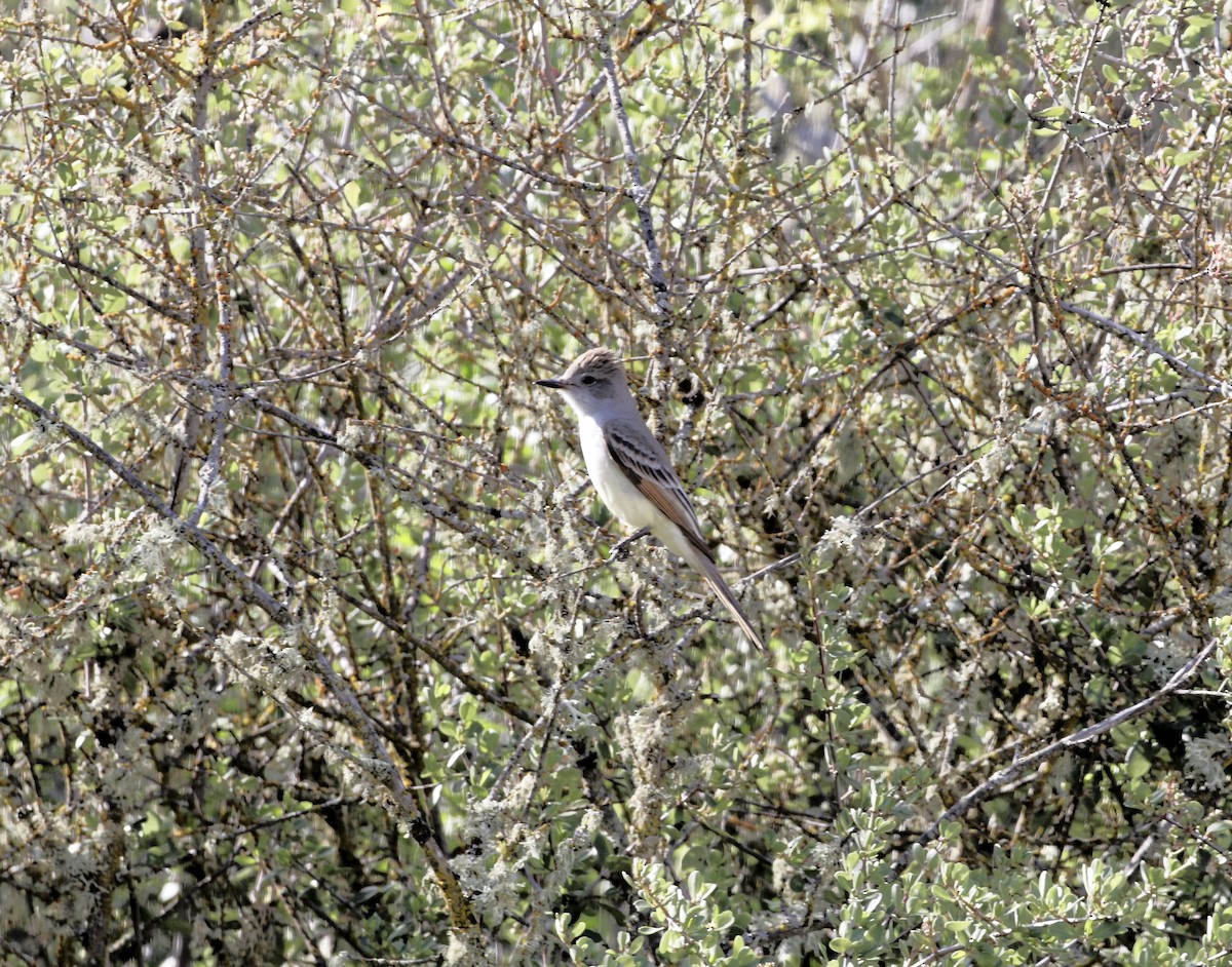 Ash-throated Flycatcher - ML634625883