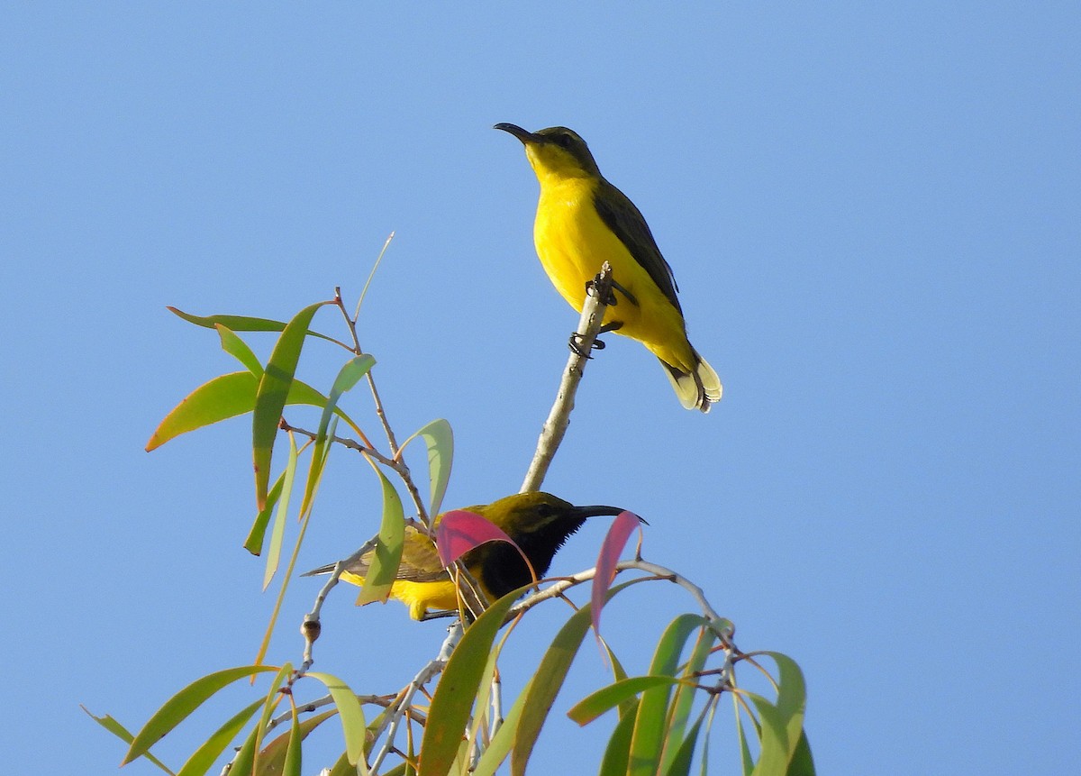 Sahul Sunbird - ML634625971