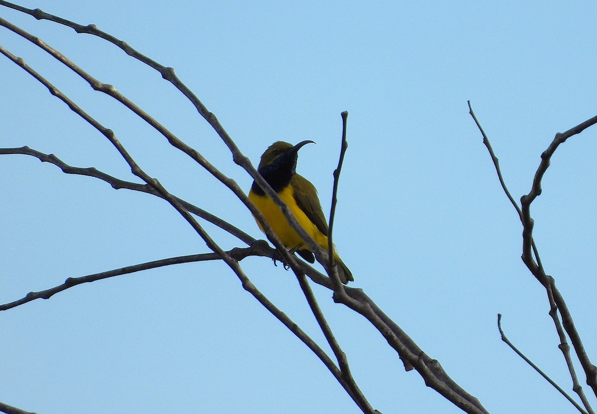 Sahul Sunbird - ML634625989
