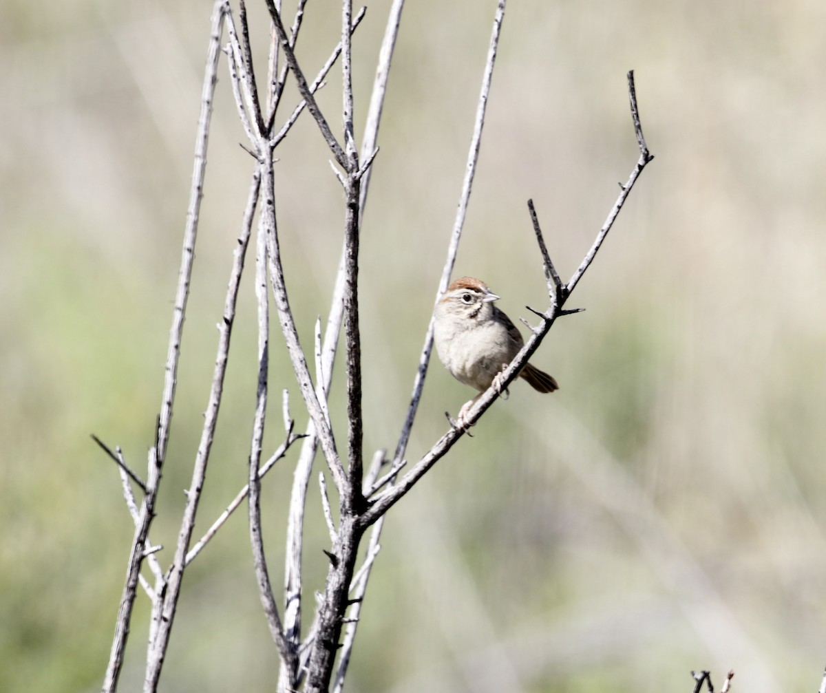 Rufous-crowned Sparrow - ML634626230
