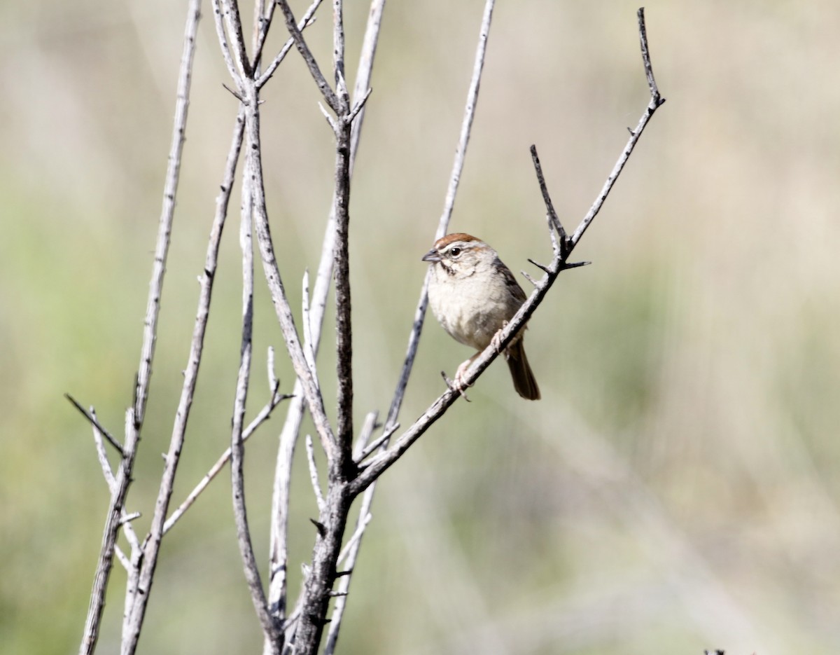 Rufous-crowned Sparrow - ML634626234
