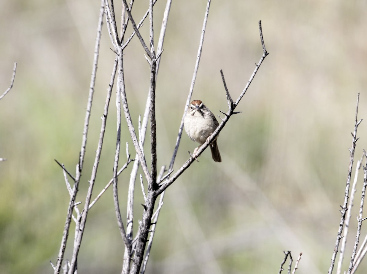 Rufous-crowned Sparrow - ML634626239