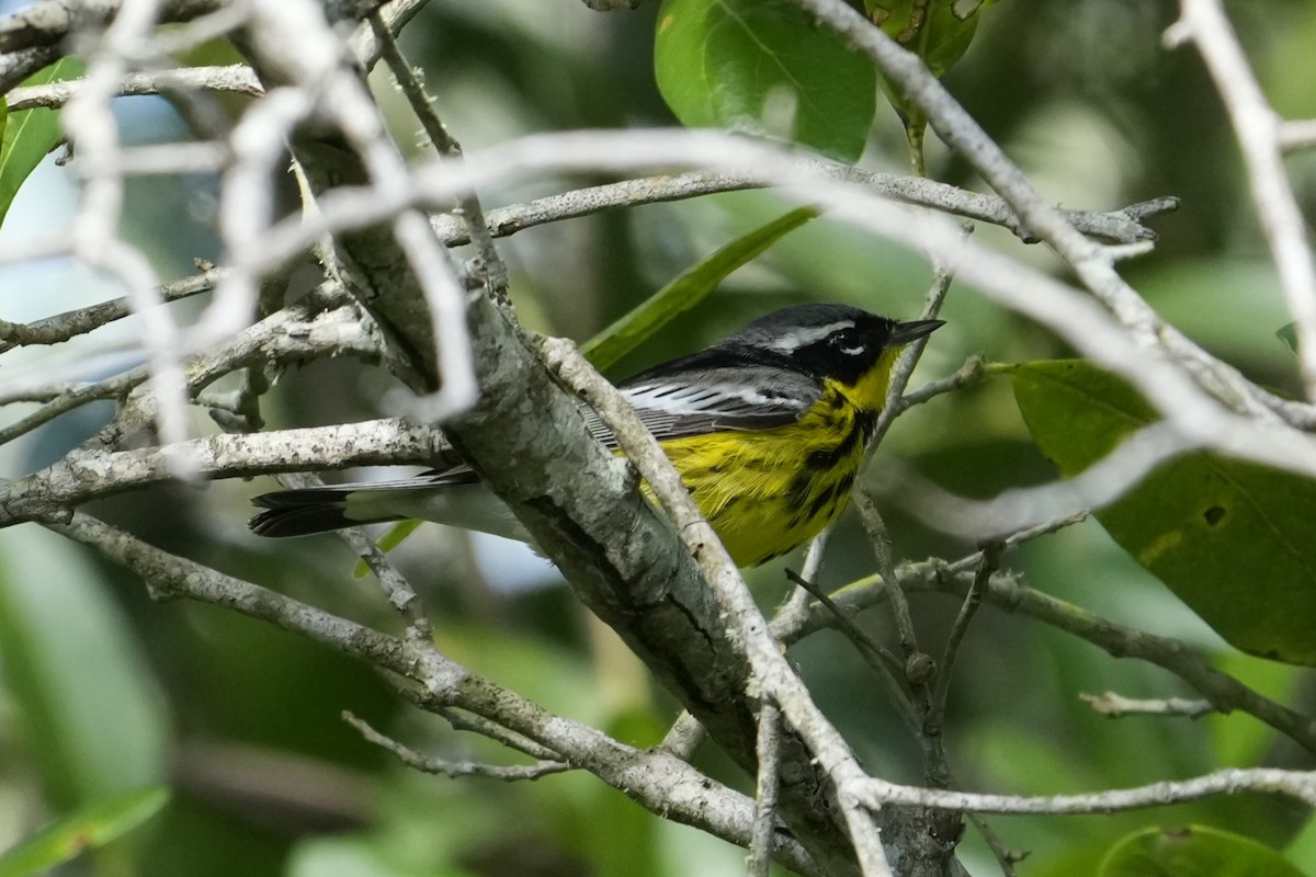 Magnolia Warbler - ML634626469