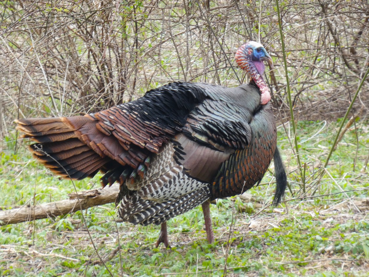 Wild Turkey - ML634626584