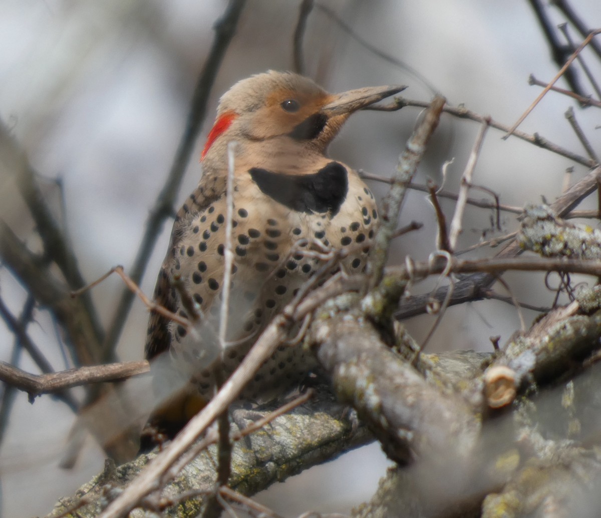 Northern Flicker - ML634626622