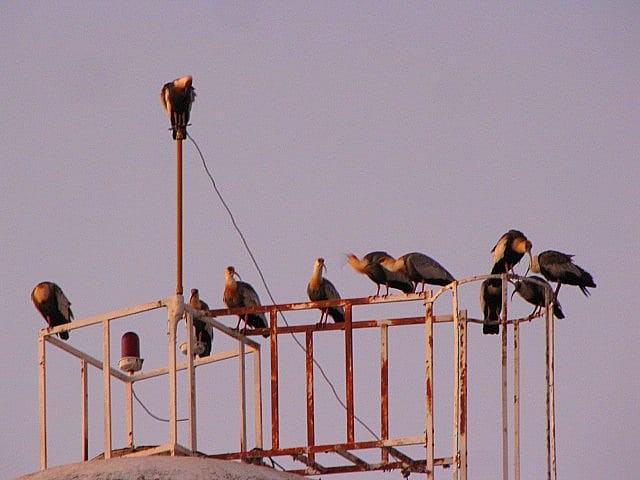 Buff-necked Ibis - ML634626627