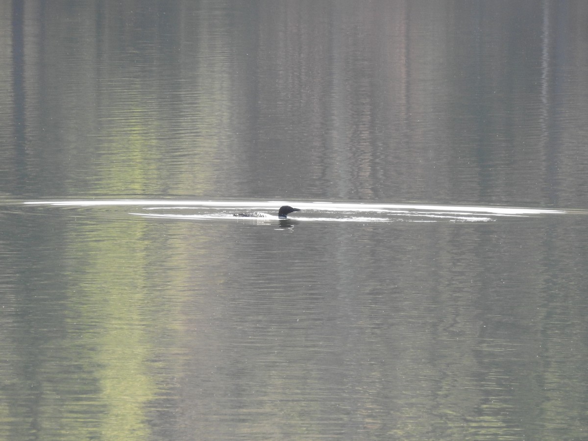 Common Loon - Eric Minogue