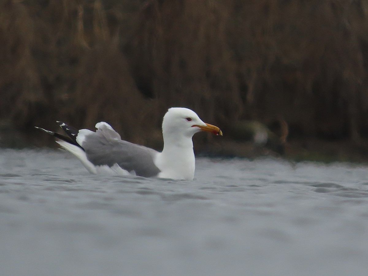 Gaviota Californiana - ML634626720