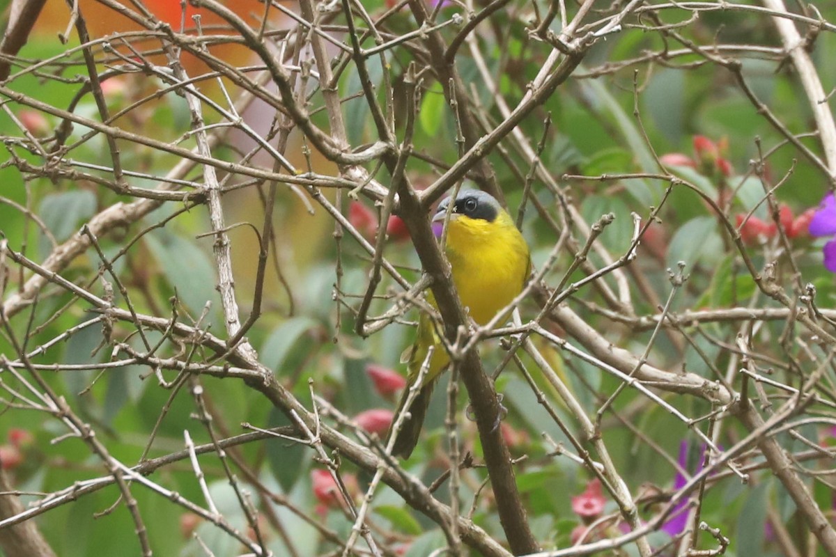 Southern Yellowthroat - ML634626798