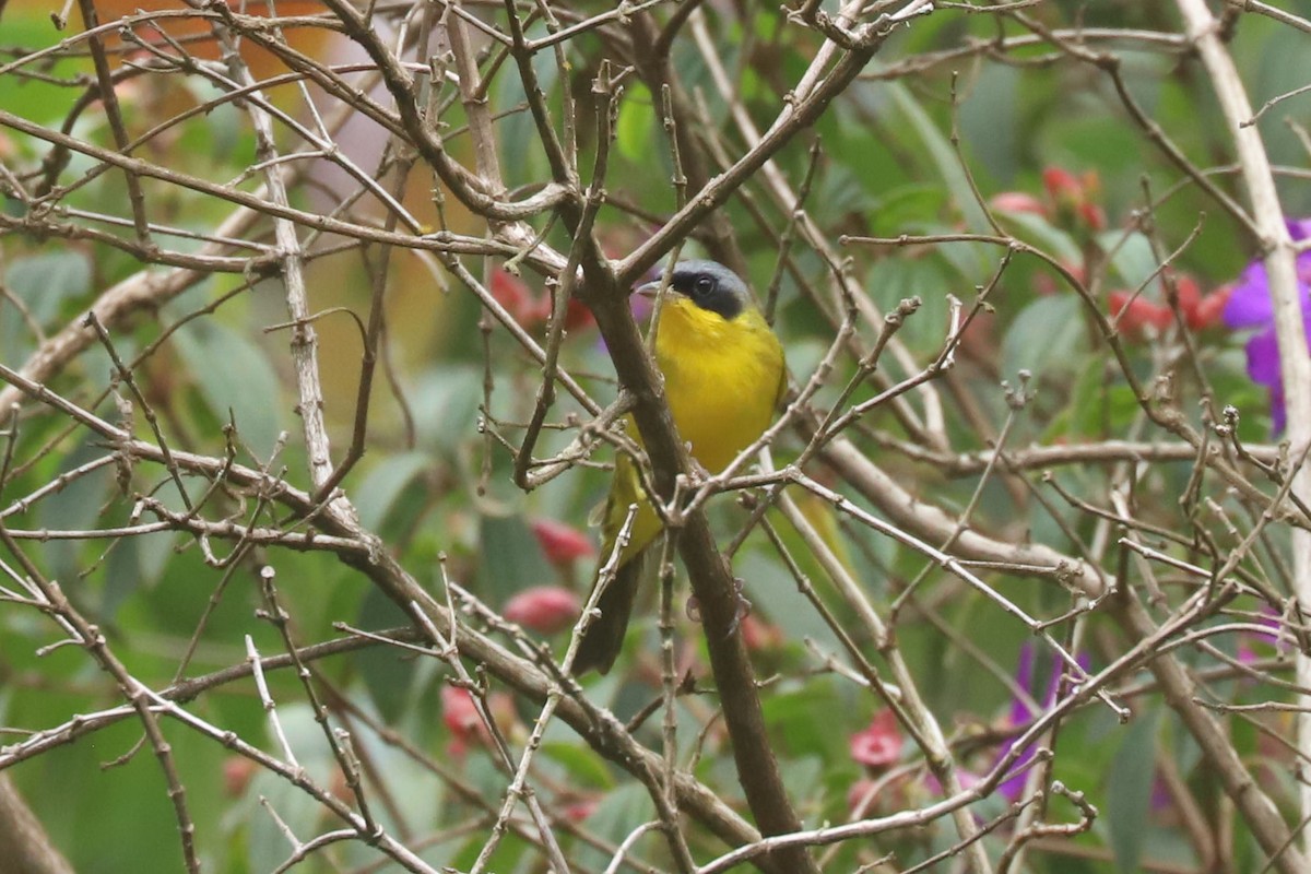 Southern Yellowthroat - ML634626799