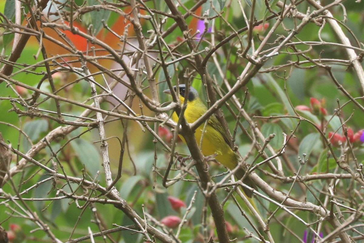 Southern Yellowthroat - ML634626800