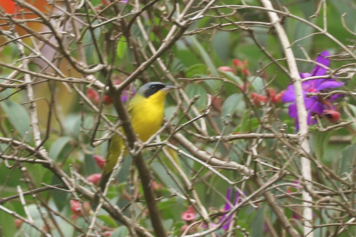 Southern Yellowthroat - ML634626801