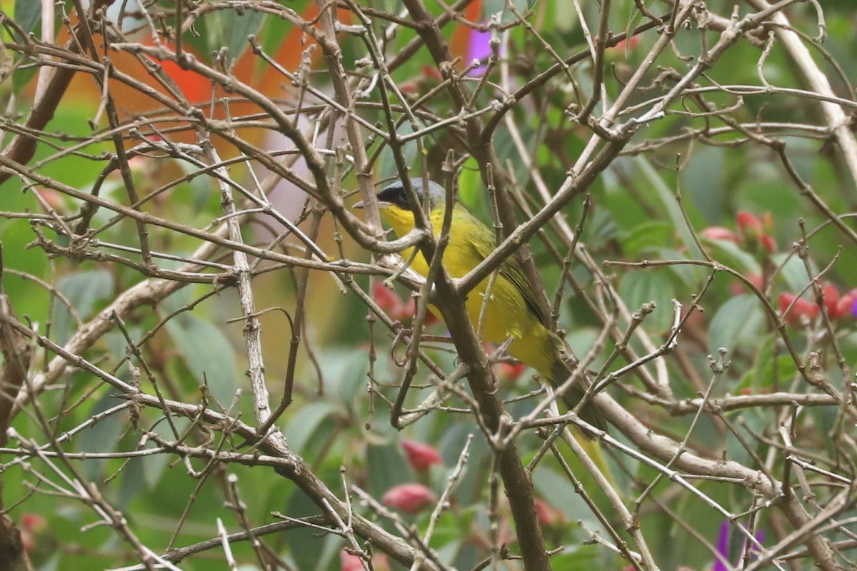 Southern Yellowthroat - ML634626802