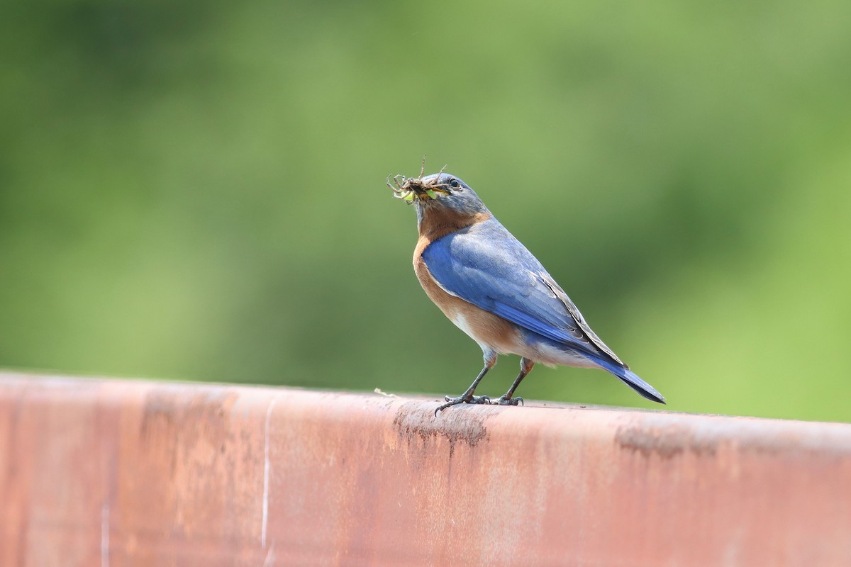 Eastern Bluebird - ML634626879