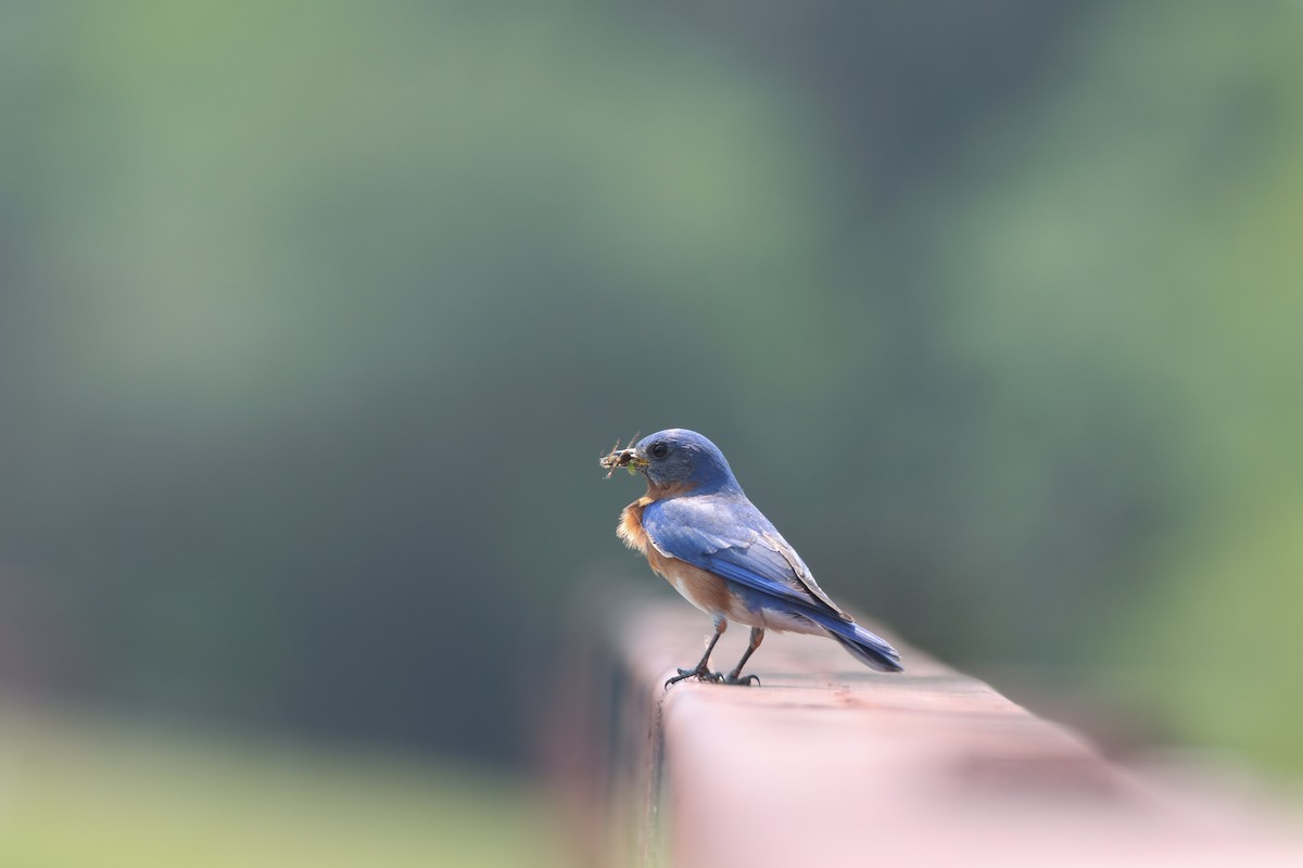 Eastern Bluebird - ML634626882