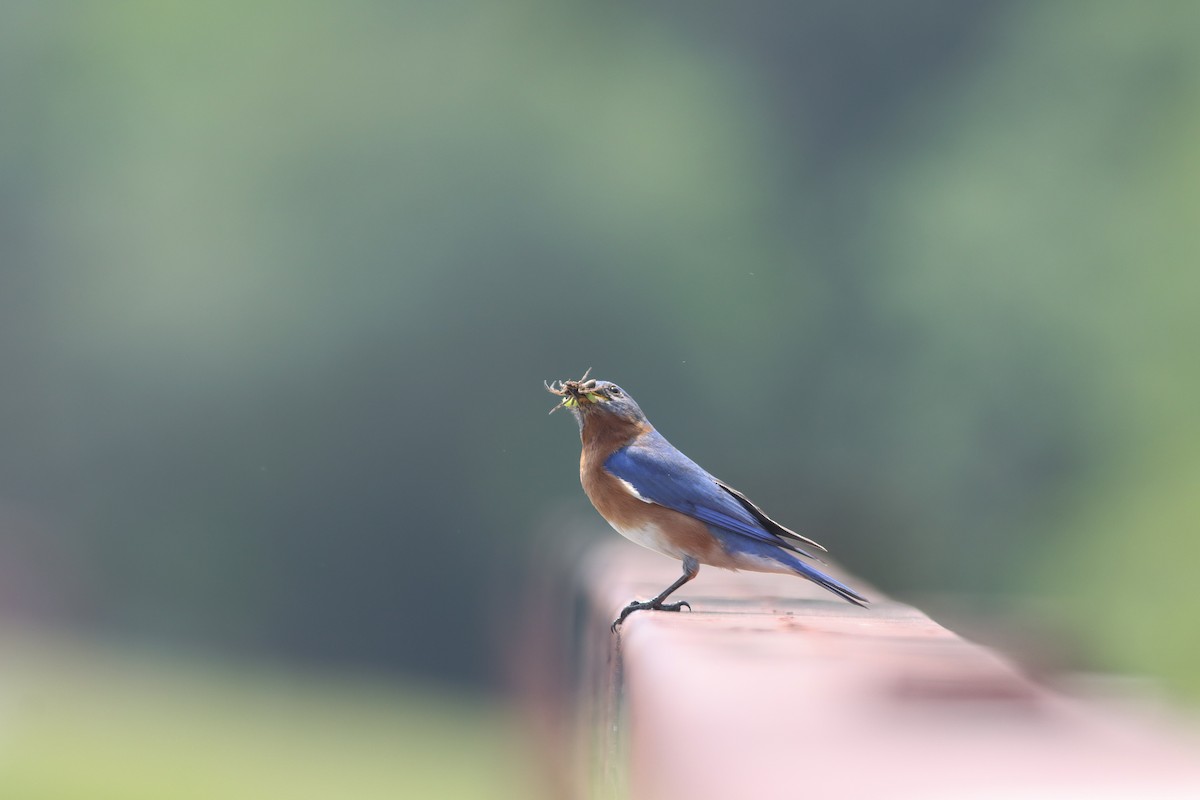 Eastern Bluebird - ML634626883