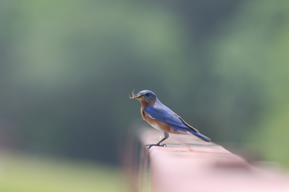 Eastern Bluebird - ML634626884