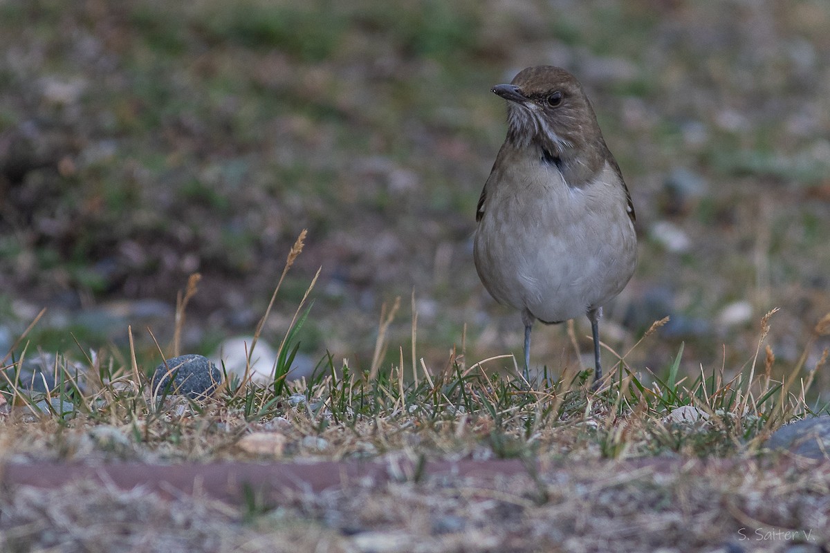 Кремовобрюхий дрозд - ML634626897