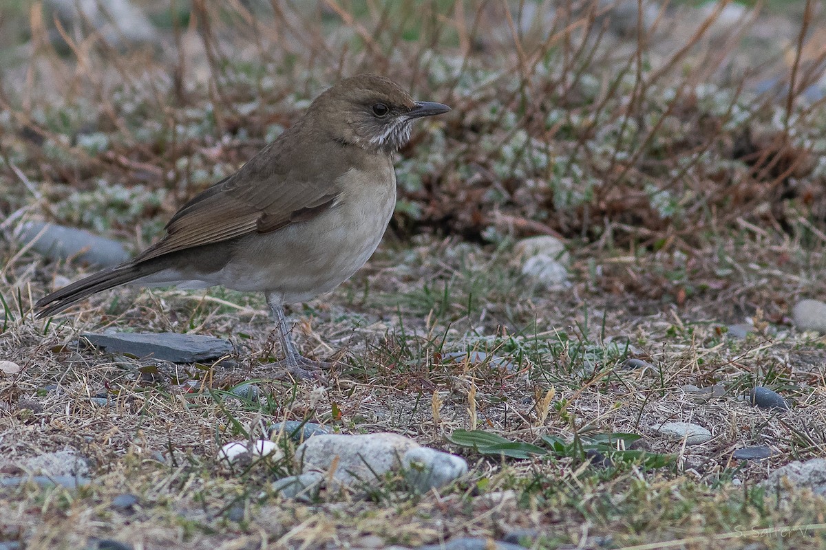 Кремовобрюхий дрозд - ML634626898