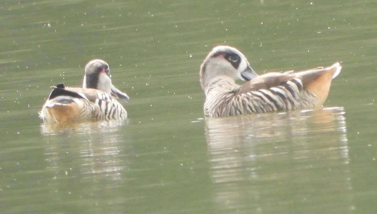 Pink-eared Duck - ML634626969
