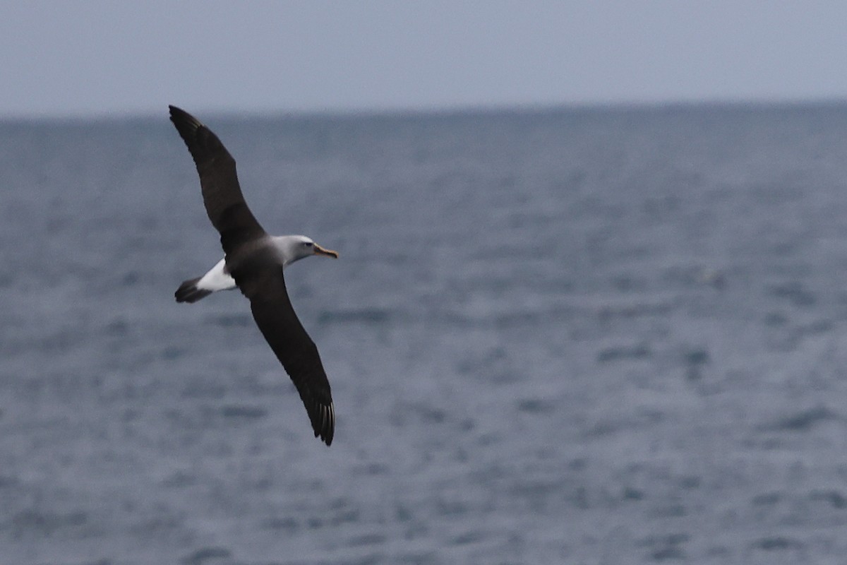 Buller's Albatross - ML634626974