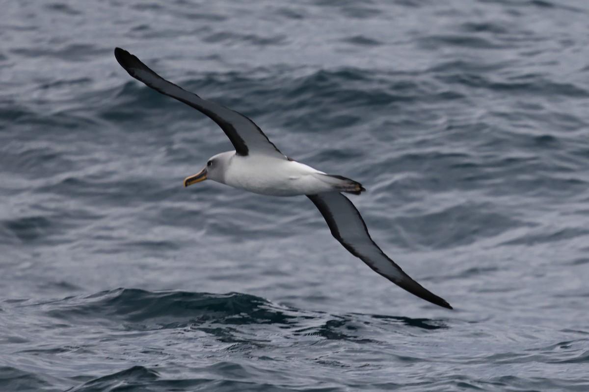 Buller's Albatross - ML634626975