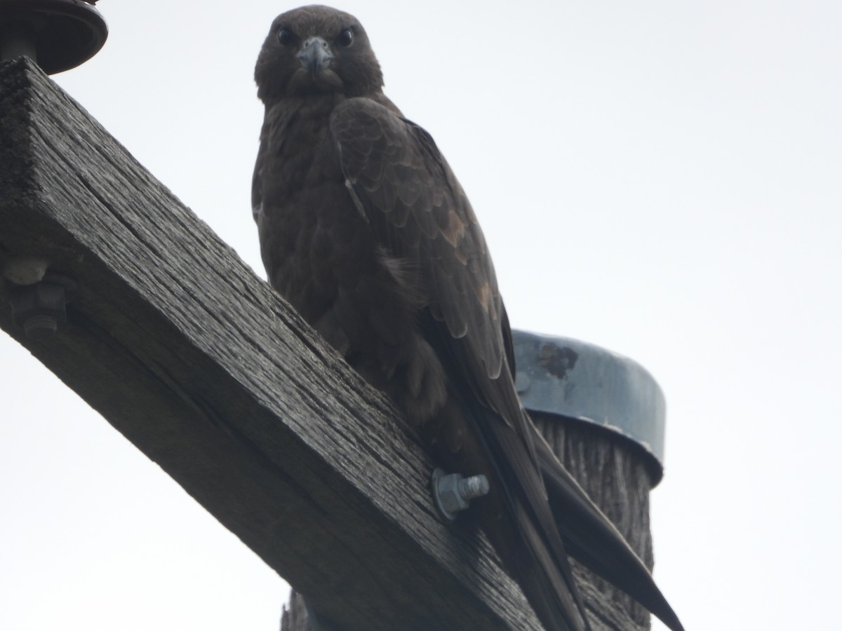 Black Falcon - ML634626985