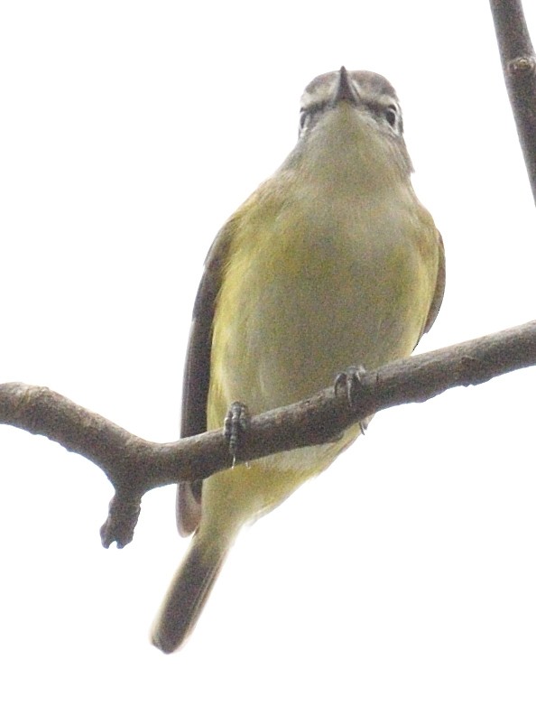 Blue-headed Vireo - ML634626989