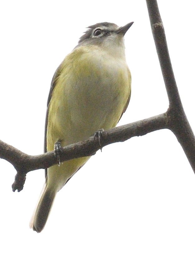 Blue-headed Vireo - ML634626990