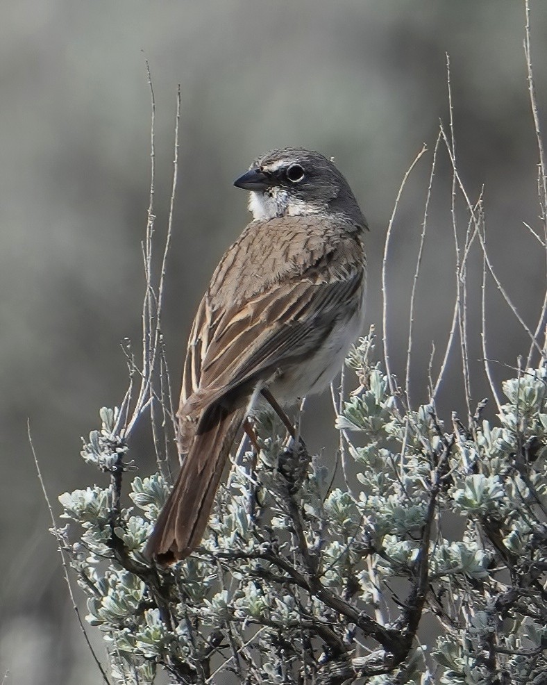Sagebrush Sparrow - ML634626993