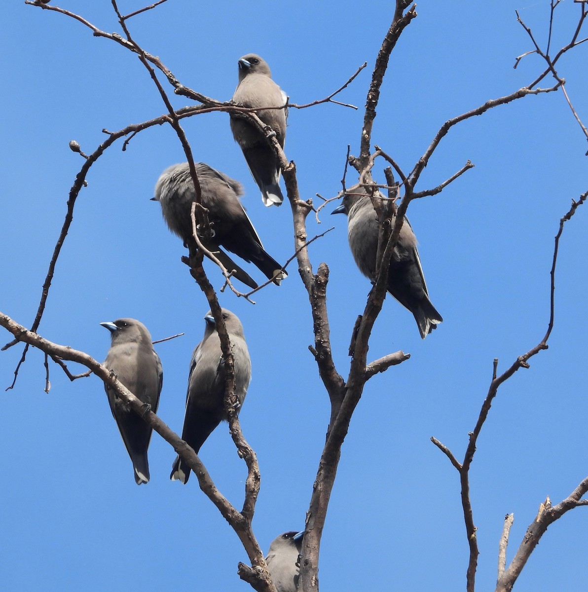 Dusky Woodswallow - ML634627030